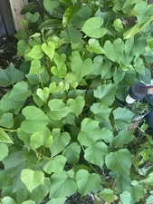 10 Hawaii Okinawa Purple Sweet Potato Slips Rooted / Khoai Lang Tim