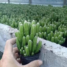 1pcs 6-10cm Wanzhong Mountain Beautiful Garden Decoration