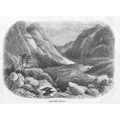 VÖGEL Adler von Glencoe - antiker Druck 1856