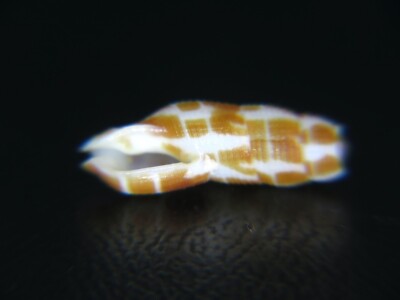 TURRIS ''CADUCIFER'' DECAPITATA: THE TURRID BREAKS IN HALF AT MATURITY @ 12.47MM!