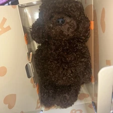 Chongker brown poodle Large Plush New In Box
