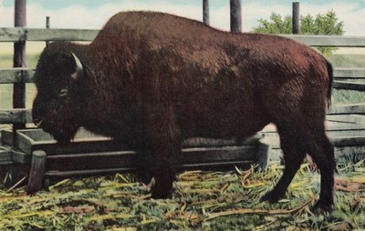 POSTCARD - Giant Buffalo (Black Barney) at Buffalo Ranch, Afton, Oklahoma-OK