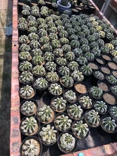 1pcs Pot 10cm Rare Cacti Aztekium hintonii Random Self Rooted Boutique Decor
