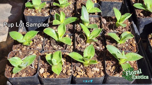 Agave Parryi Truncata - Starter Pup - Picture 2 of 2