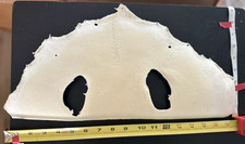 1 pc Genuine Stingray Shagreen Skin Rawhide Leather - see pictures for size 17"