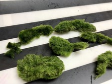 Marimo Moss 5 Balls Pieces 3cm-6cm Cladophora Live Plant Aquarium in USA.