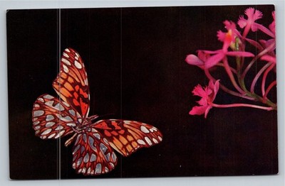 Vintage Butterfly & Orchid Postcard - May Museums of the Tropics Florida