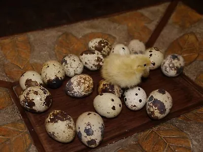 JUMBO WHITE TEXAS A&AMP;M 90 Jumbo White X Texas A&M coturnix Hatching eggs