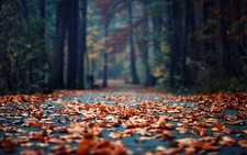 Landscape leaves trees fall road outdoors Custom Gaming Mat Desk