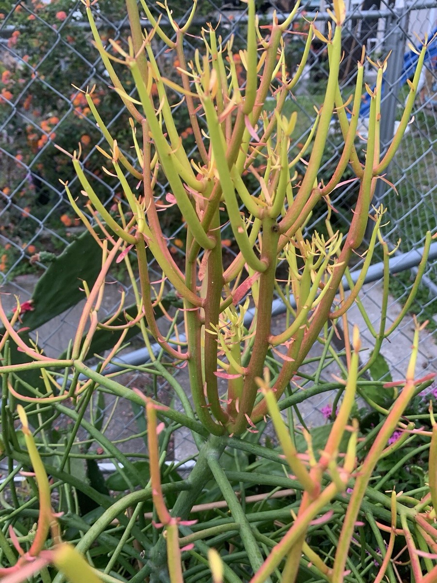 5 Live And Rooted Pencil Cactus Euphorbia Tirucalli Pencil Cactus | eBay
