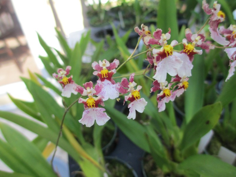 SPECIES Tolumnia (ONCIDIUM) hawkesiana RARE equitant Orchid Plant -IN BLOOM NOT