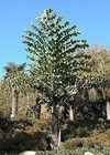 Giant Fishtail Palm - Live Plant in an 10 Inch Growers Pot - Caryota Obtusa -.