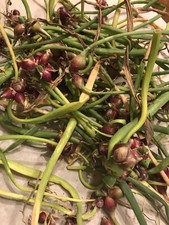 bulbos de cebolla egipcia para caminar