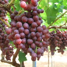 MAGENTA Grape Vine -  3 cuttings , no roots- imported Australia