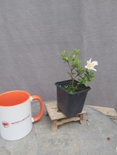 Beautiful Flowering SATSUKI AZALEA KOZAN variet Outdoor Plant As Used For Bonsai