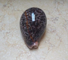 F cypraea pantherina  red sea shell very nice collour glossy F++++F+++ 93.5mm