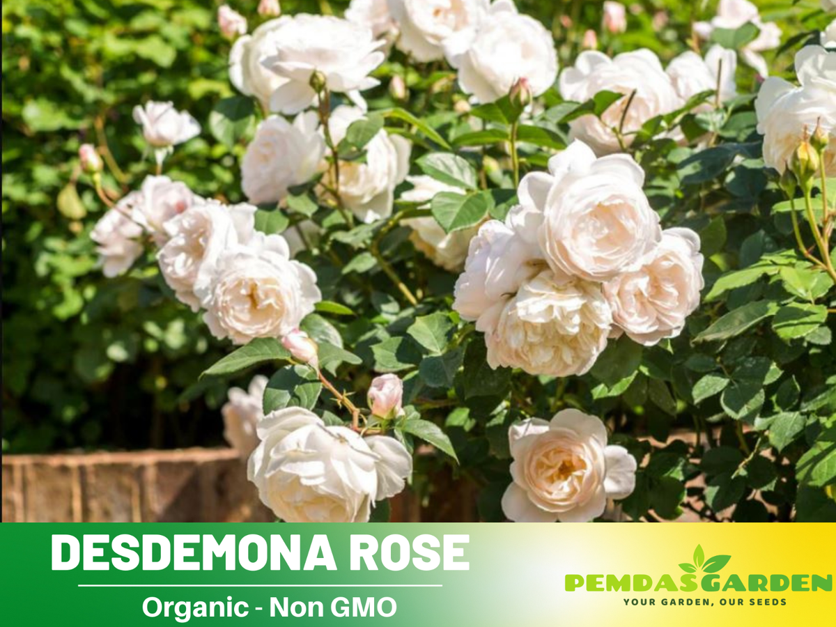 30+ Seeds| Desdemona Perennial Rose Seeds #1018 | eBay