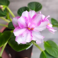 MK-Wind of Change Pink  -- SUPER RARE True Blooming Chimera -- African Violet