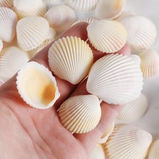35 PCS 1.5-2.5 Inch Natural Scallop Shells Sea Shells for DIY Craft Home Decor