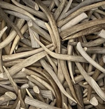 7" Deer Antler for Knife Scales – Handle Making, Carving, Craft Supply, Buttons