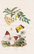 Pierides Insects Butterflies Caterpillars Dolls Steel Engraving Guerin-Meneville 1838