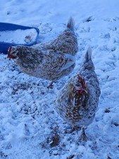 12 + Swedish Flower Hens Chicken Hatching Eggs