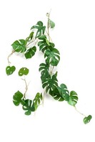 Artplants Deko Philodendron Monstera Deliciosa Girlande Matas, 110M