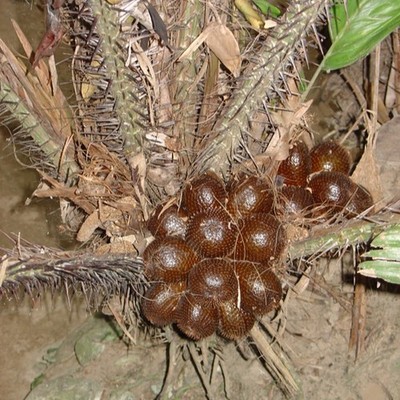 Salak (Salacca zalacca) - 1 germinated seed