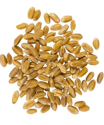 Certified Glyphosate Residue Free Palouse Brand Hard White Wheat 18 LBS
