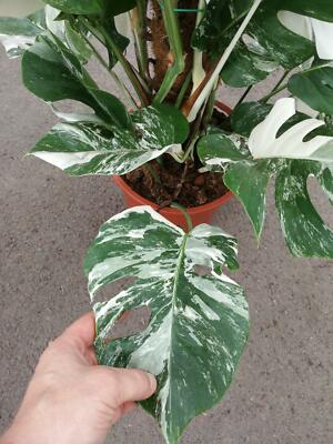 Monstera deliciosa Variegata Raritt absolut selten Zimmerpflanze -  Grnpflanze | eBay.de