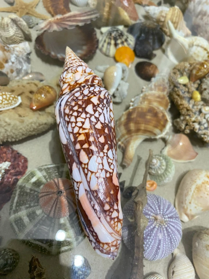 SEASHELL Conus Milneedwardsi clytospira Excellent HUGE 162mm !!! Rare size !!! - Image 2 of 4