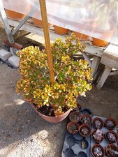 Giant Money Plant. Crassula Ovata Hummels Sunset