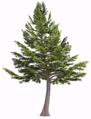 Cedarwood Essential Oil 100% pure  Soap making supplies. Aromatherapy.