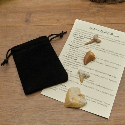 Hai Reptil Fossil Zähne Geschenkset Konvolut für Kinder Sammler Enthusiasten