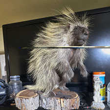 porcupine taxidermy standing mount on beautiful orange wood base