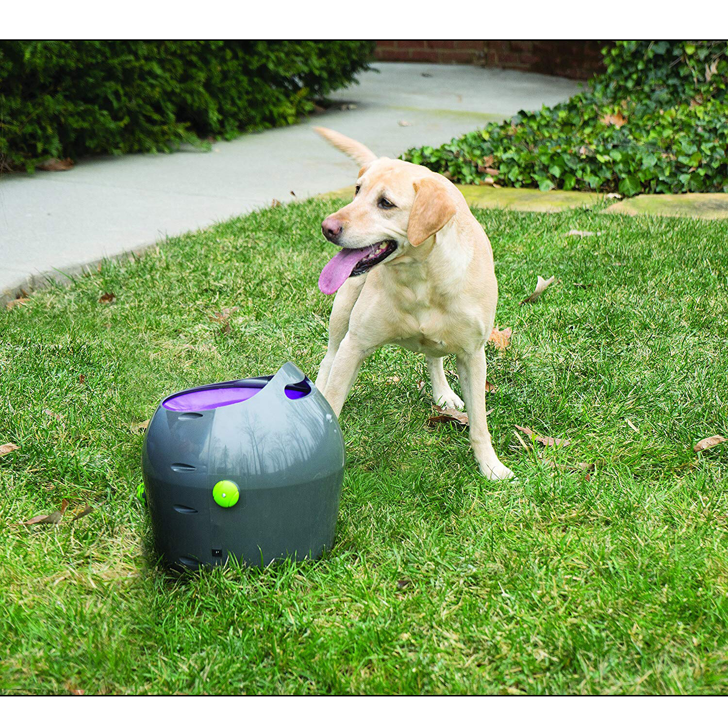 petsafe automatic ball launcher uk