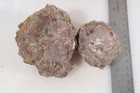 Oregon Richardson Ranch Thunderegg Lapidary 1 lb 11 oz. rough Lot #E10 — photo 1