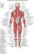 644120 Human Body Anatomical Ch Muscular System Wall Art Print Poster
