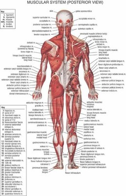644120 Human Body Anatomical Ch Muscular System Wall Art Print Poster ...