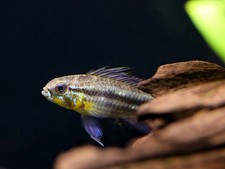 Two-Striped Dwarf Cichlid Apistogramma bitaeniata Tank-Bred
