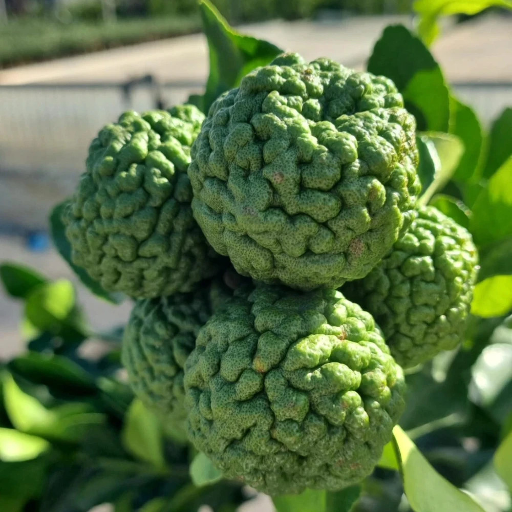 PIANTA DI COMBAWA O KAFFIR LIME in vaso 24