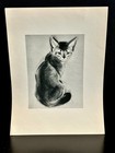 1930s-1950s Signed Portfolio Cat Kitten Drawings (15) by Clare Turlay Newberry — photo 9