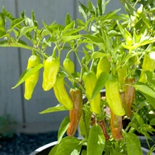 Golden Greek Pepperoncini Pepper Seeds | Heirloom / Non-GMO | Free Shipping 1000