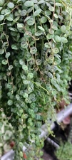 String of Turtles ,Peperomia prostrata, Charming Miniature Trailing in 3" Pot