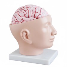 Modello anatomico del cervello umano con arterie sulla testa strumento educativo medico