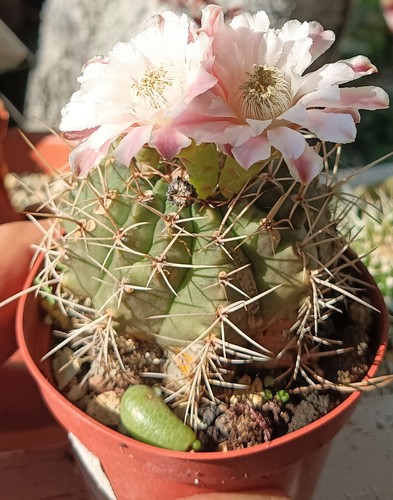 Gymnocalycium castellanosii grandes cactus antiguos cactus suculentos planta viva regalo gratuito - Imagen 3 de 7