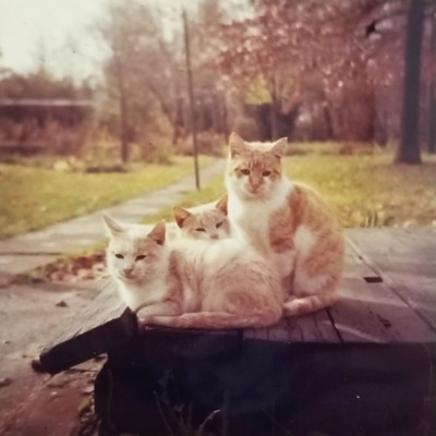 Vintage Photo Orange Cats Cuddling Outside On A Table Snapshot