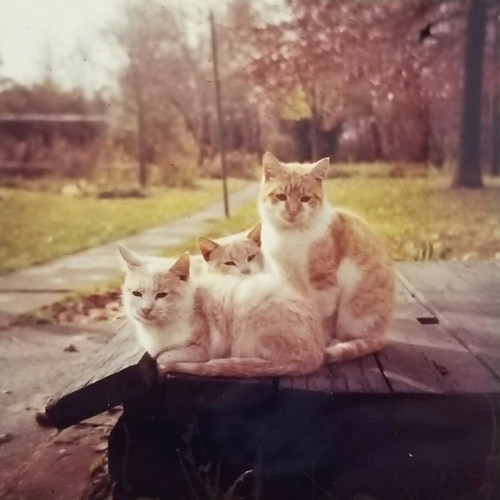 Vintage Photo Orange Cats Cuddling Outside On A Table Snapshot - 第 1/4 張圖片