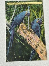 VTG Postcard Linen Hyacinth Macaws Parrot Jungle Miami Florida A143