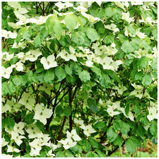 Cornus kousa var. chinensis / Chinese Dogwood 3-4ft in 2L